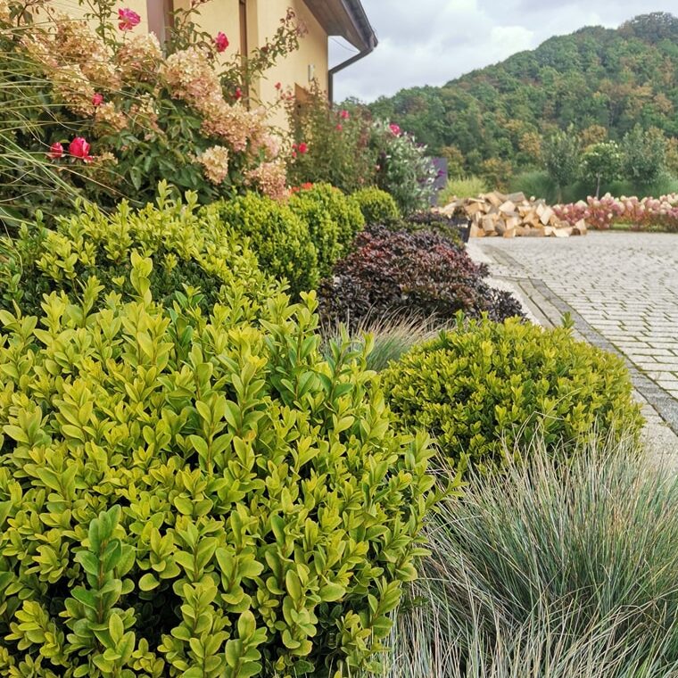 pielęgnacja_ogrodu_6