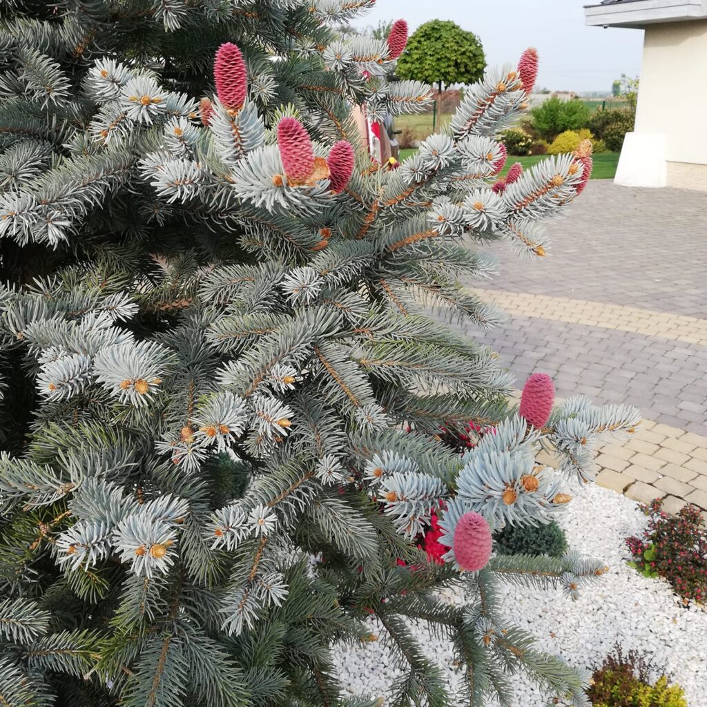 pielęgnacja_ogrodu_11